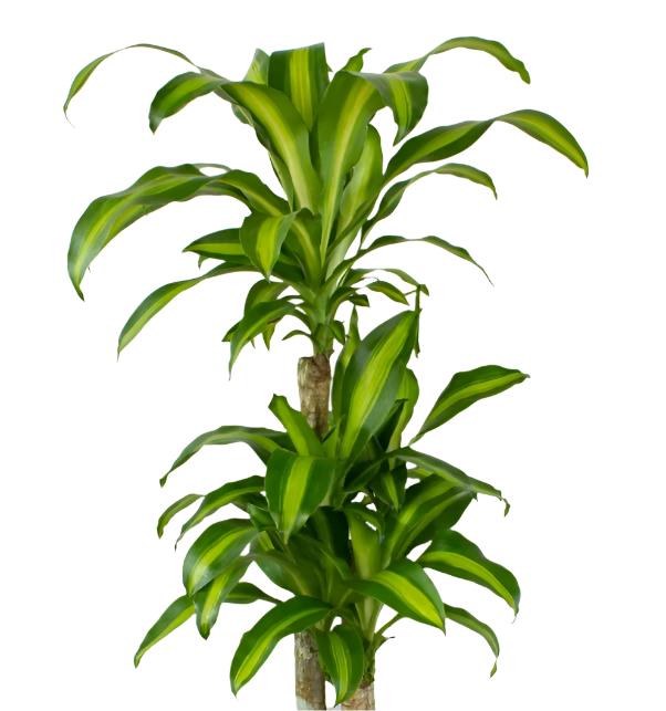 Happy Plant – Linda's Place Bundall
