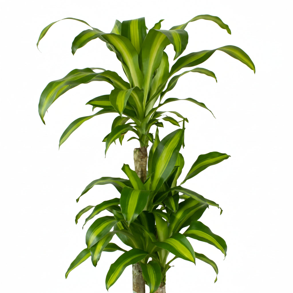 happiness plant indoor Happy Plant – Linda's Place Bundall