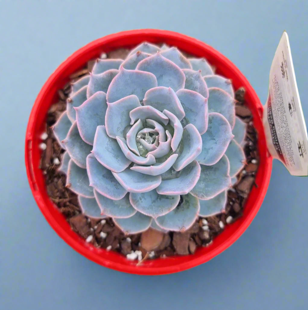 succulent morning beauty Morning Beauty – Linda's Place Bundall