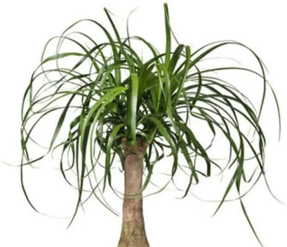 buy ponytail palm brisbane Ponytail Palm – Linda's Place Bundall