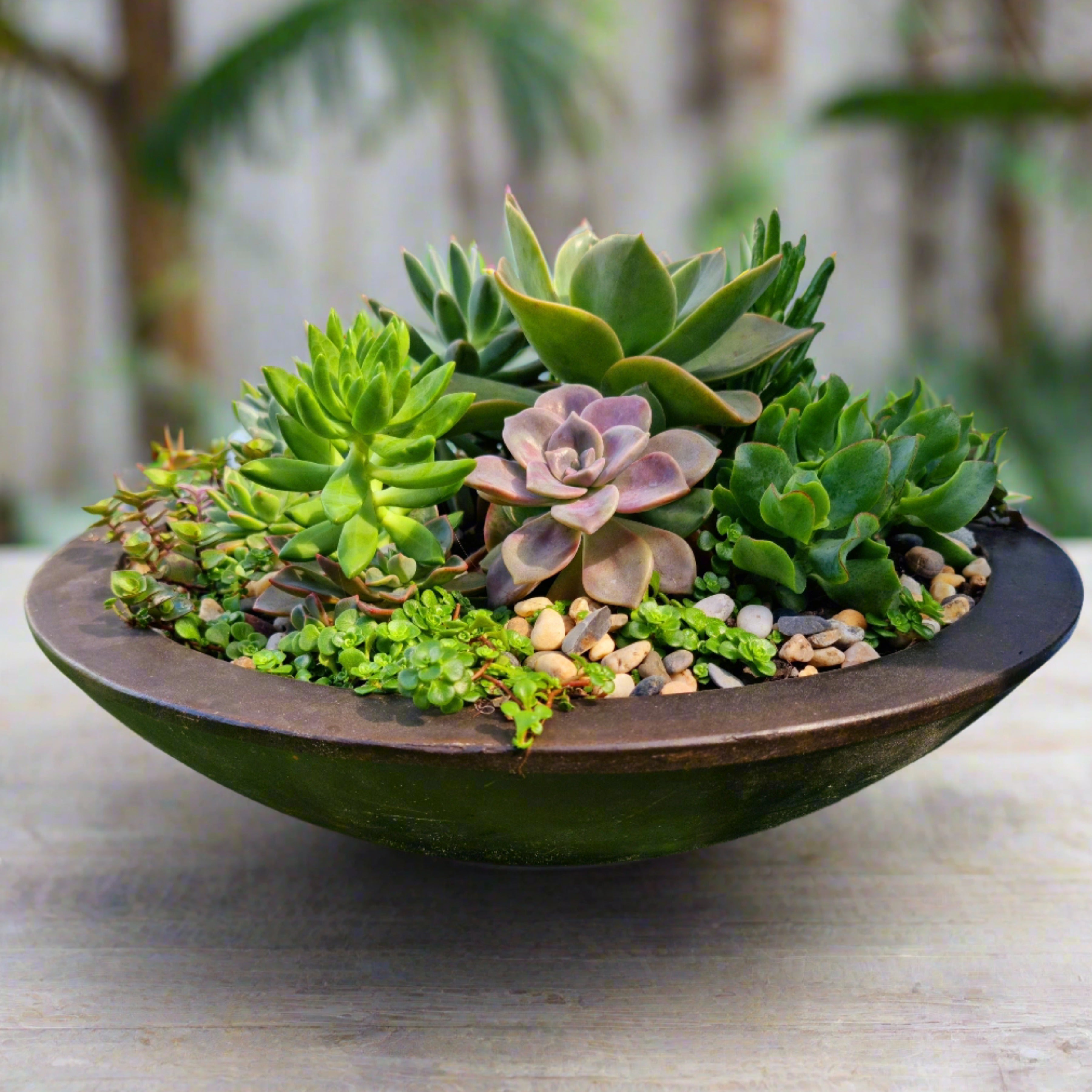 succulents tasmania Succulent Garden – Linda's Place Bundall