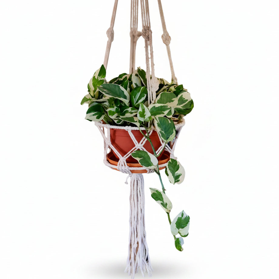 snow queen pothos hanging Pothos N'Joy – Linda's Place Bundall