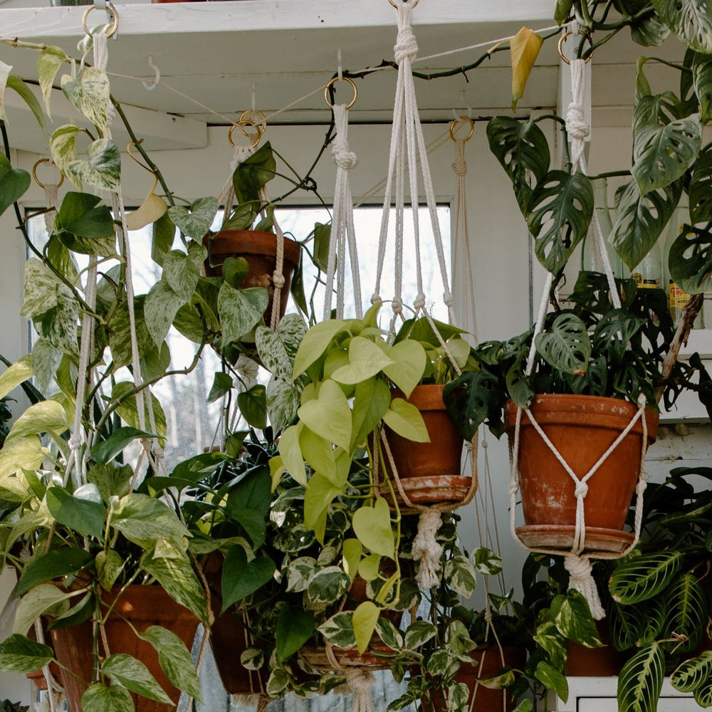 Hanging Plants