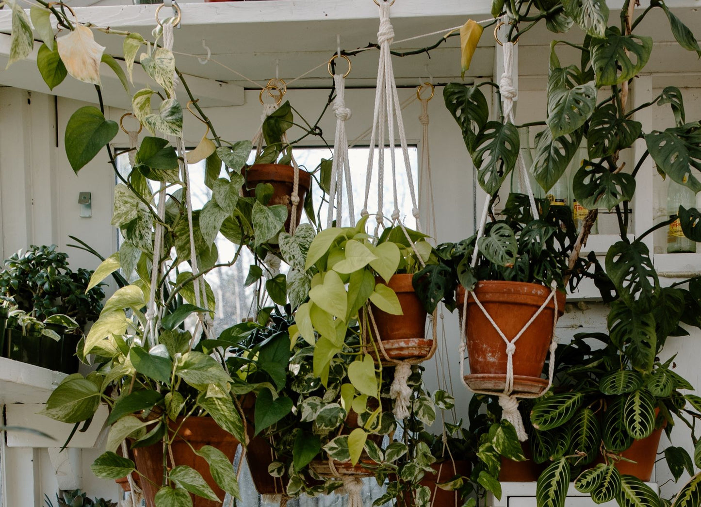 Hanging Plants