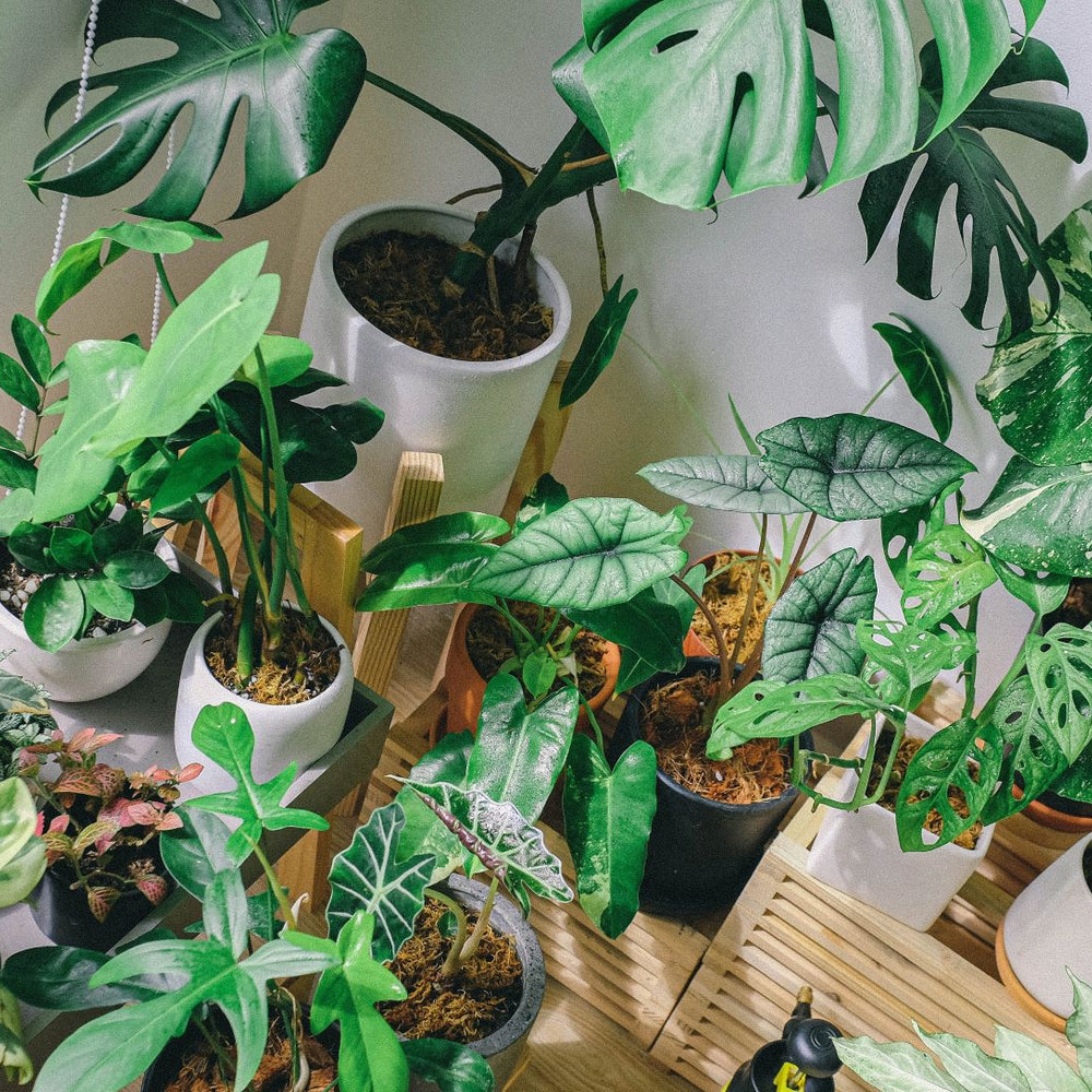 Indoor Plants
