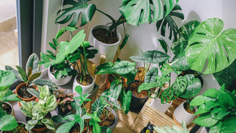 Indoor Rectangular Planters & House Plants | Gold Coast | Linda's Place