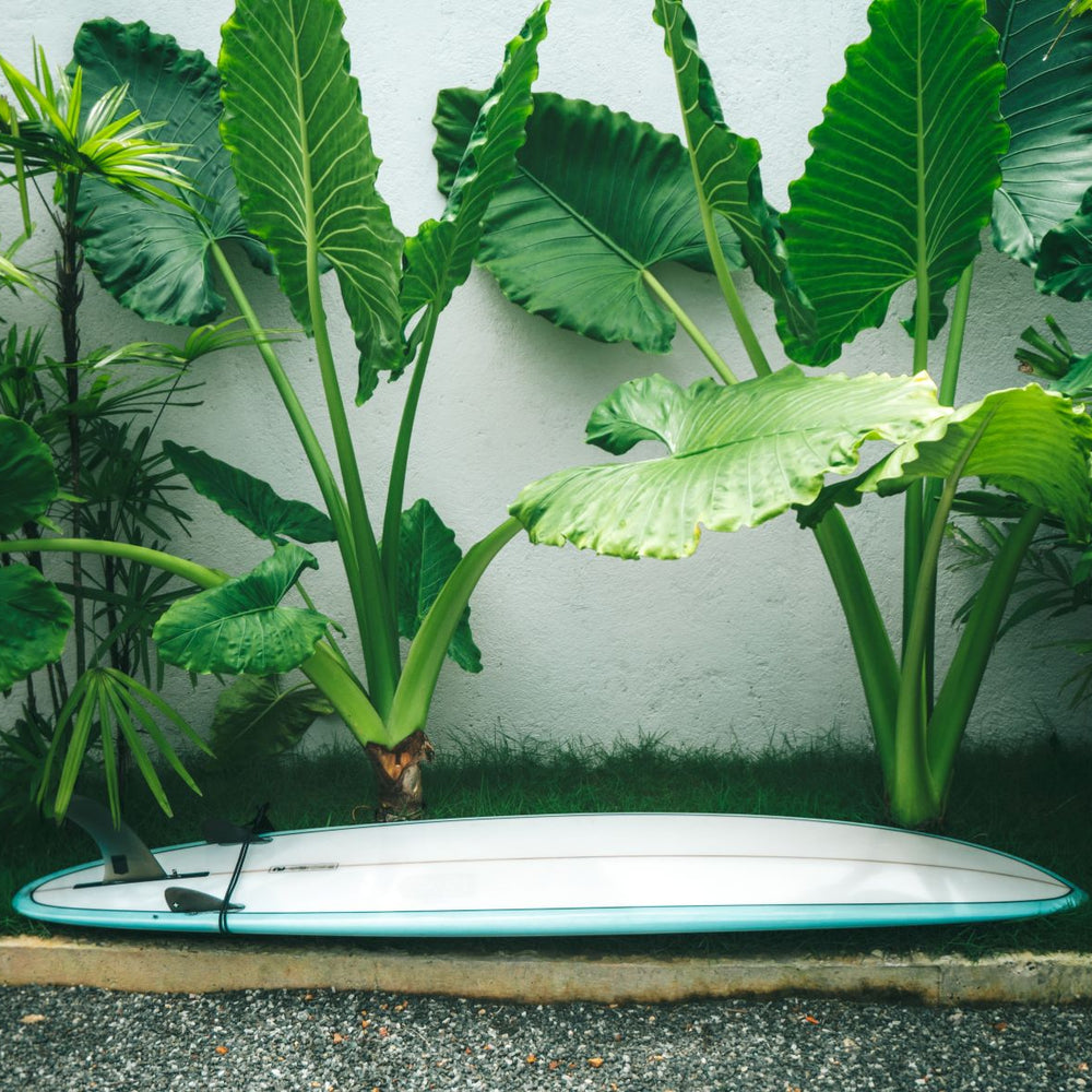 Outdoor Plants