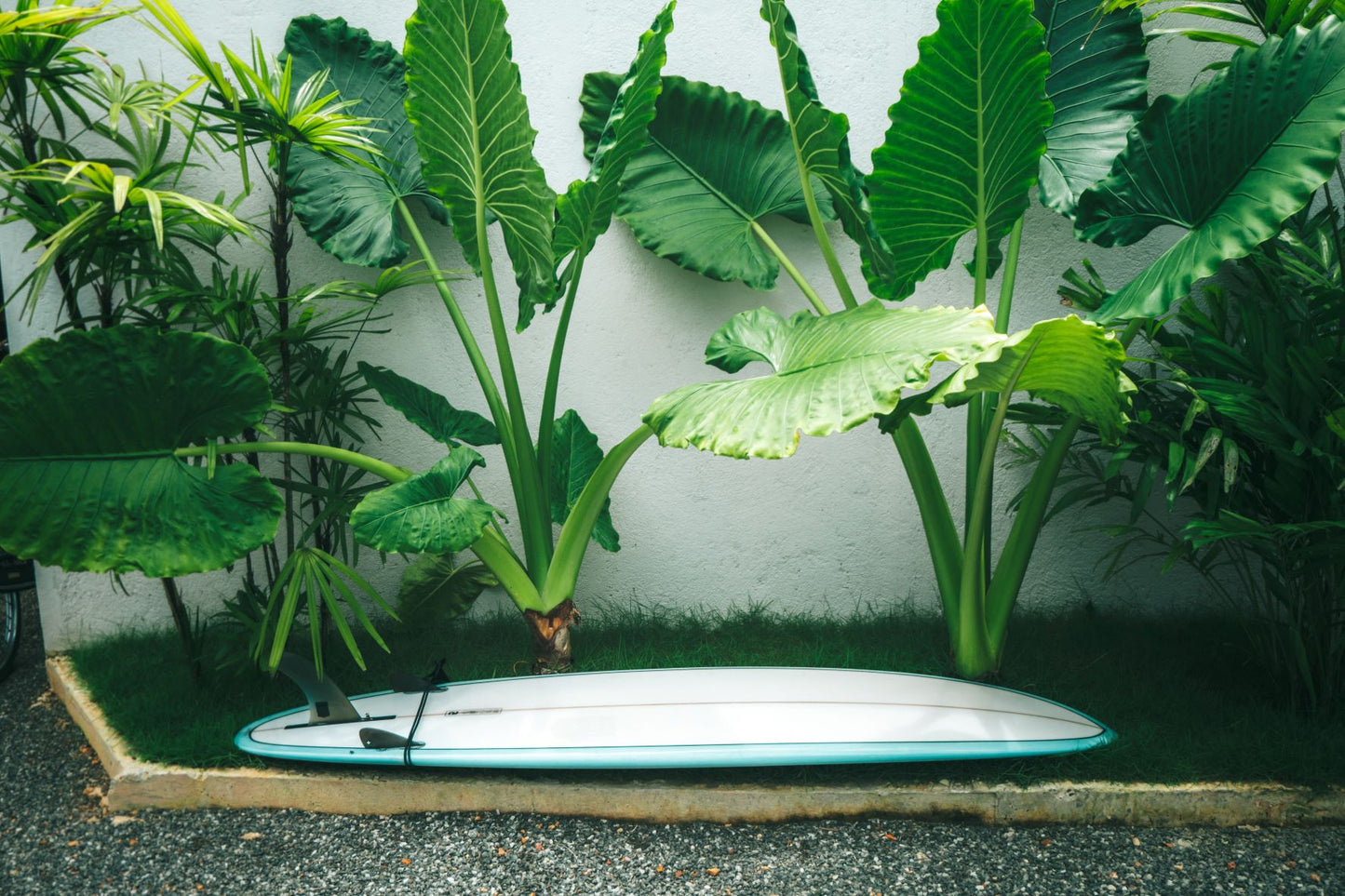 Outdoor Plants