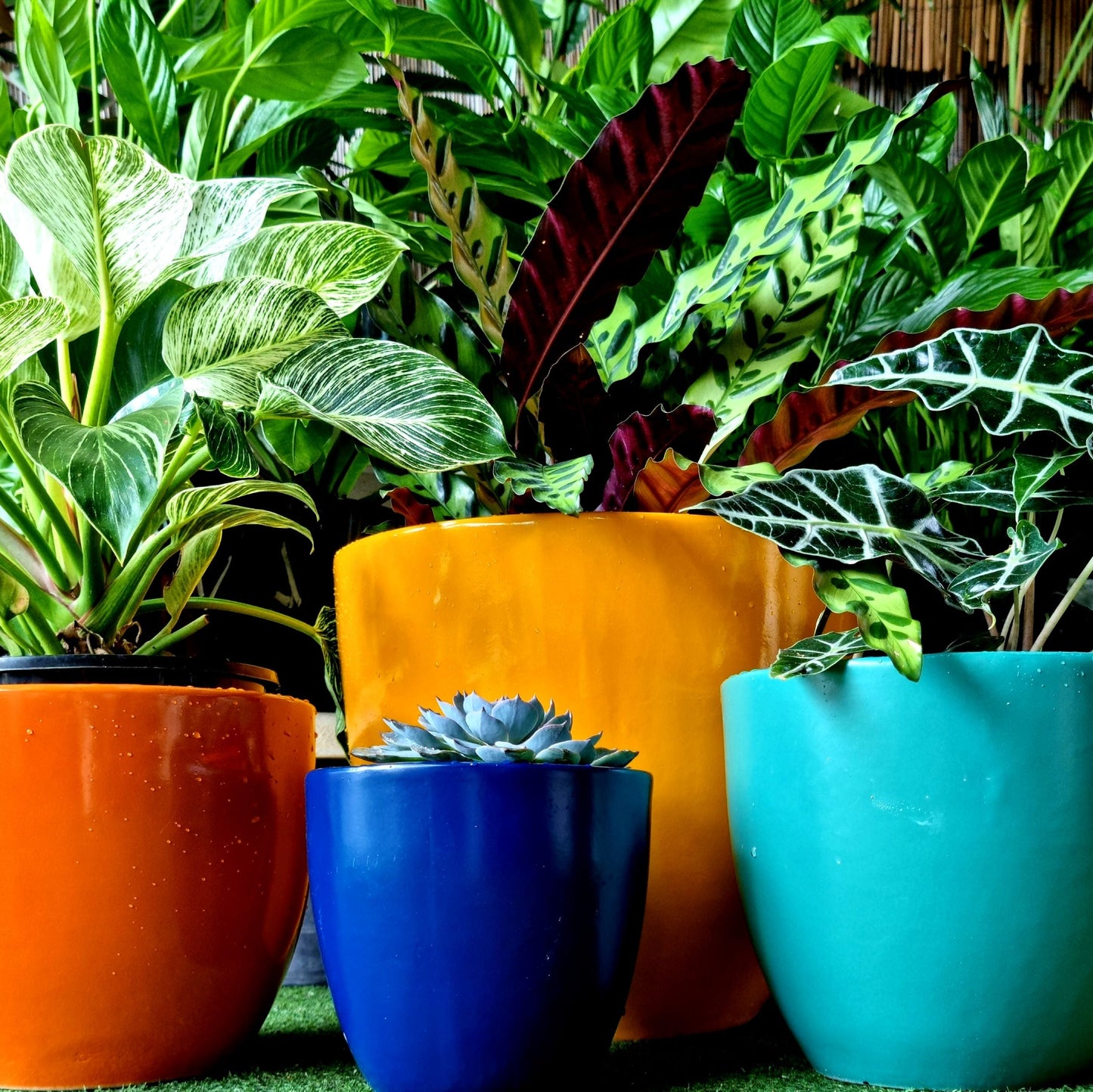 Plants