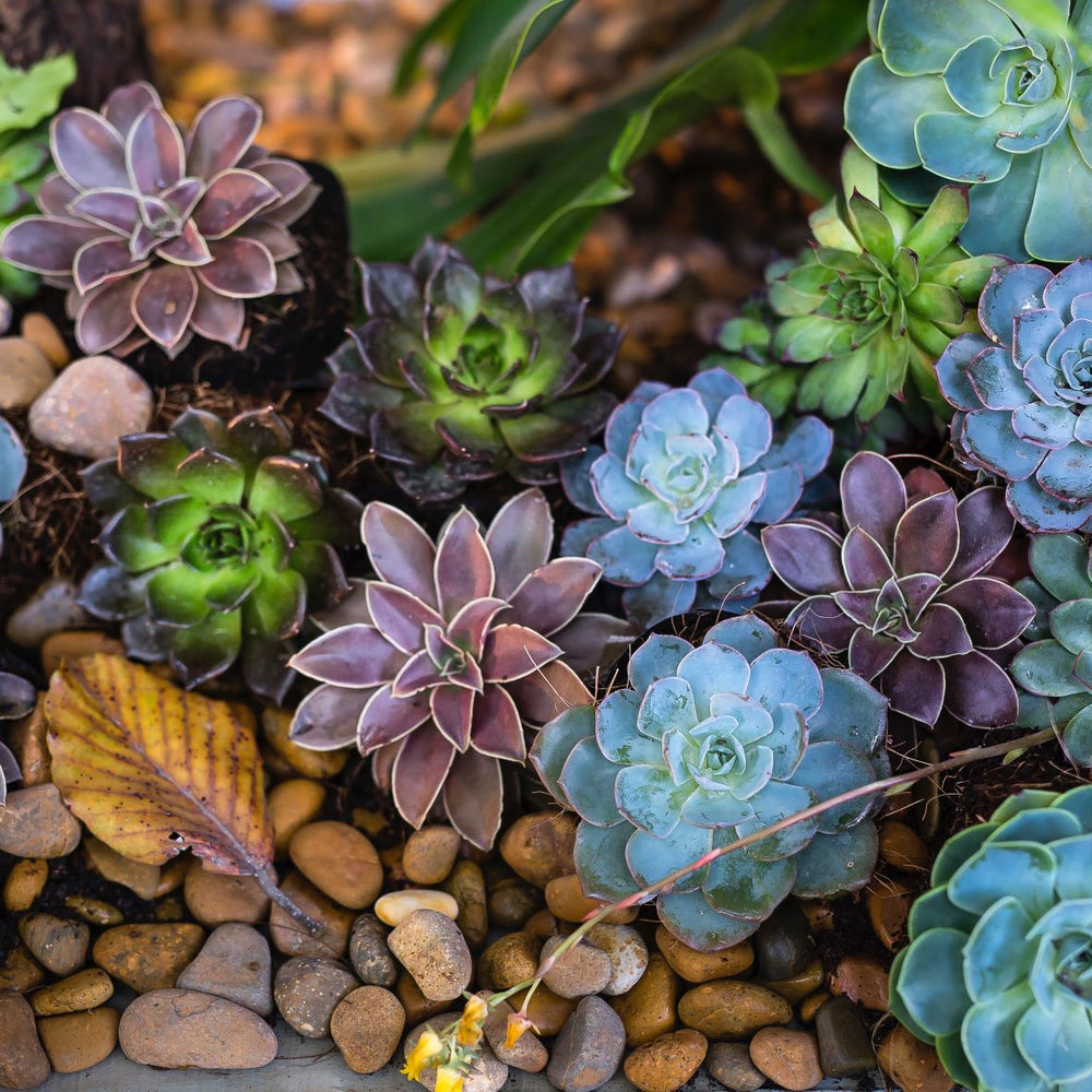 Buy Succulents in Gold Coast | Linda's Place