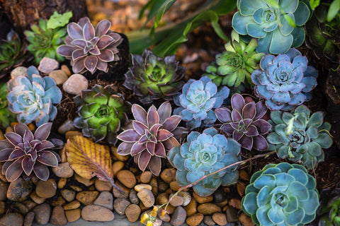 Buy Succulents in Gold Coast | Linda's Place