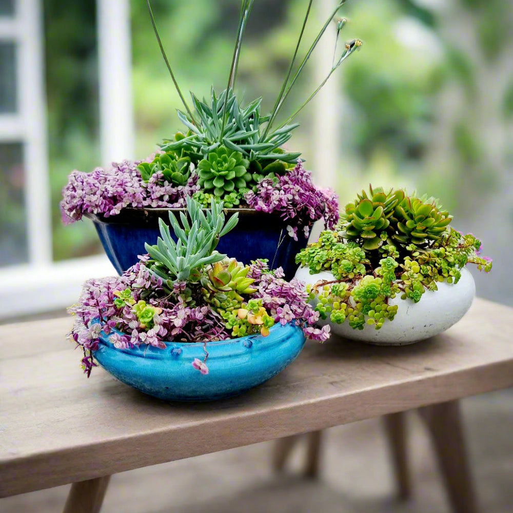 Bonsai Pots