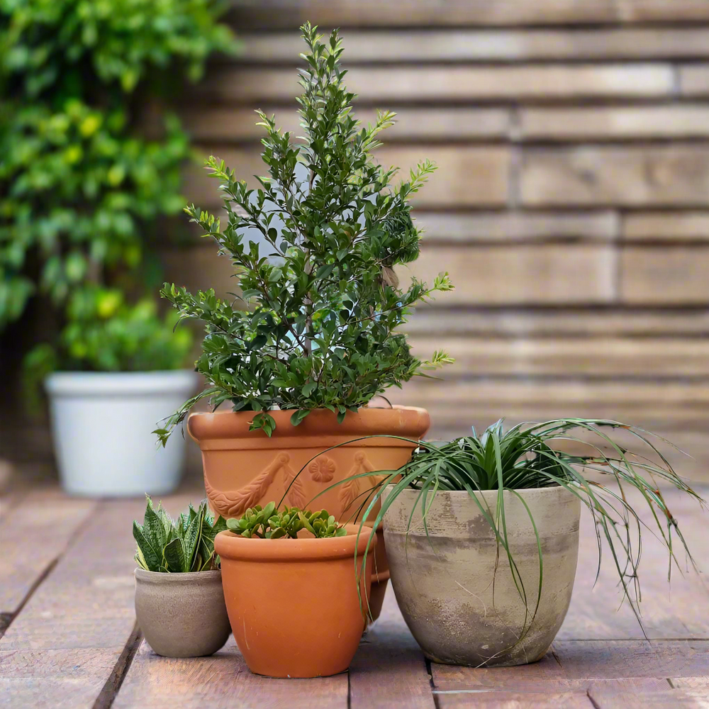 Terracotta Pots