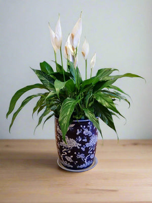 Floral Ceramic Pot with Peace Lily