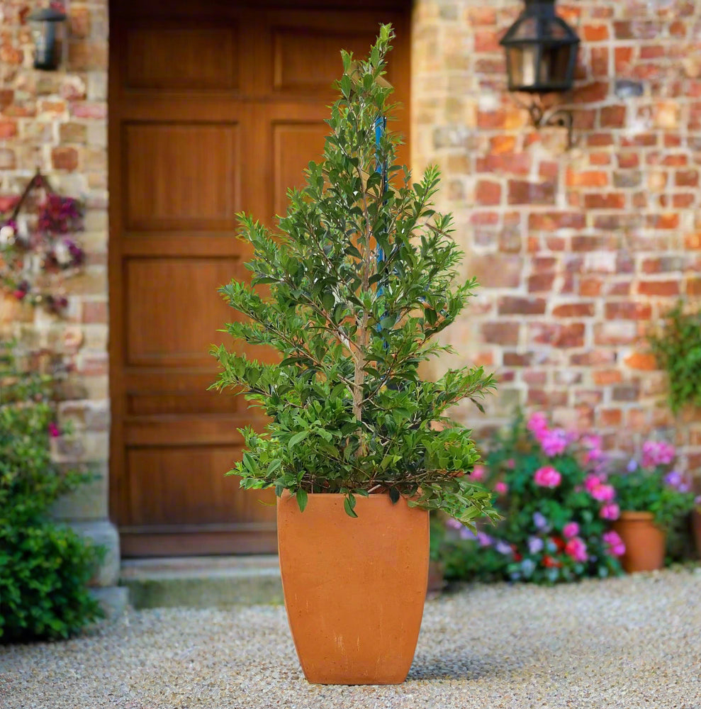 Classic Camilla Curve Tuscan Garden Pot