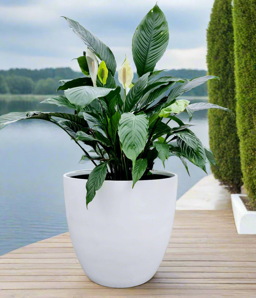 Egg Jumbo Fibreglass Pot Premium