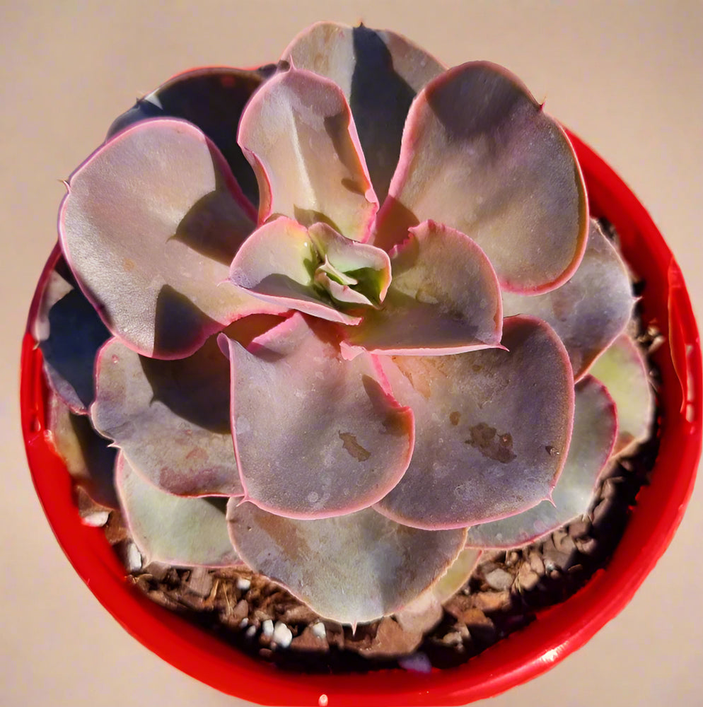 Echeveria Eros