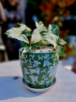 Floral Ceramic Pot with Syngonium