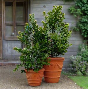 Italian pot Tuscan
