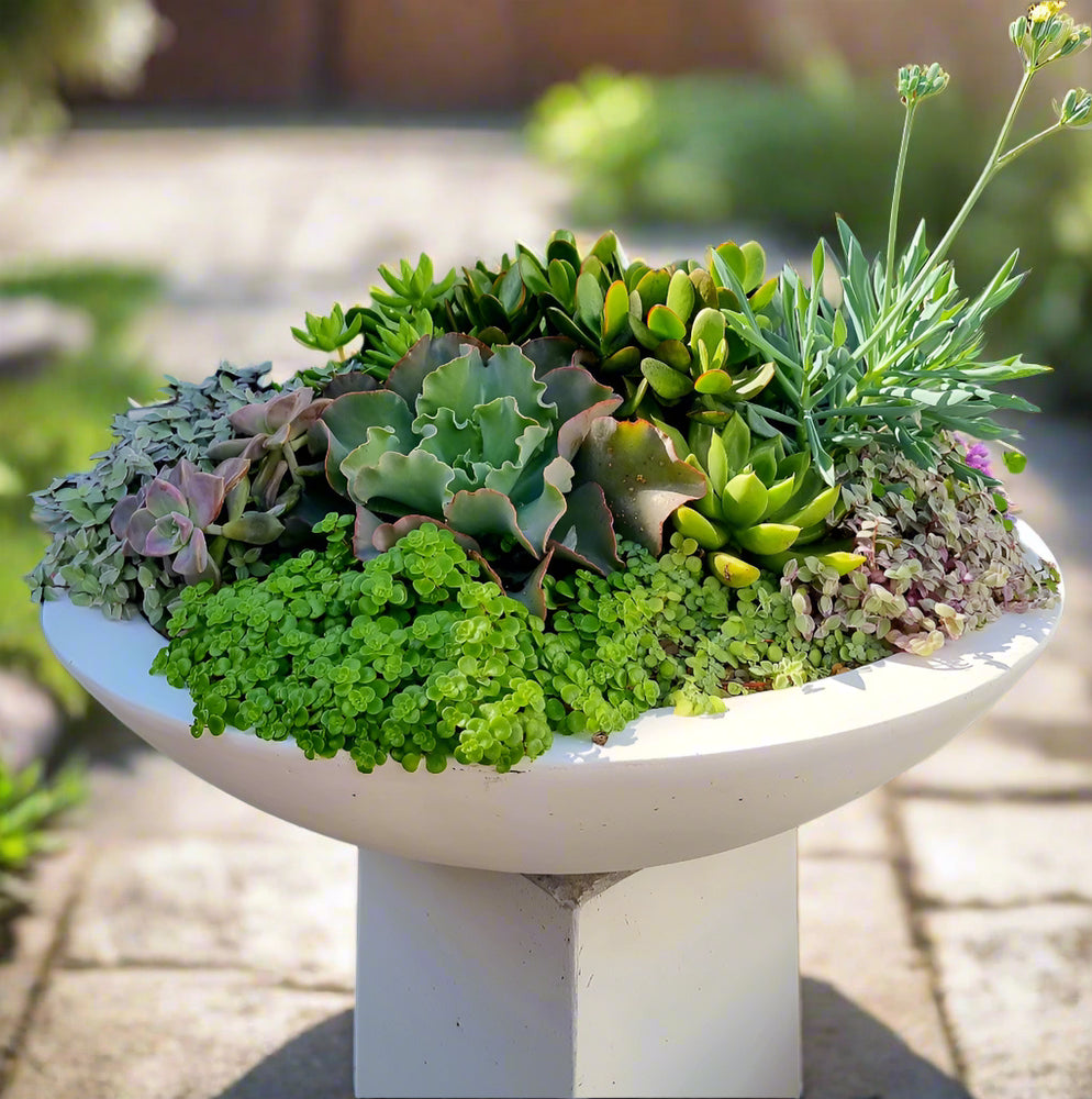 Large Suzi Succulent Bowl