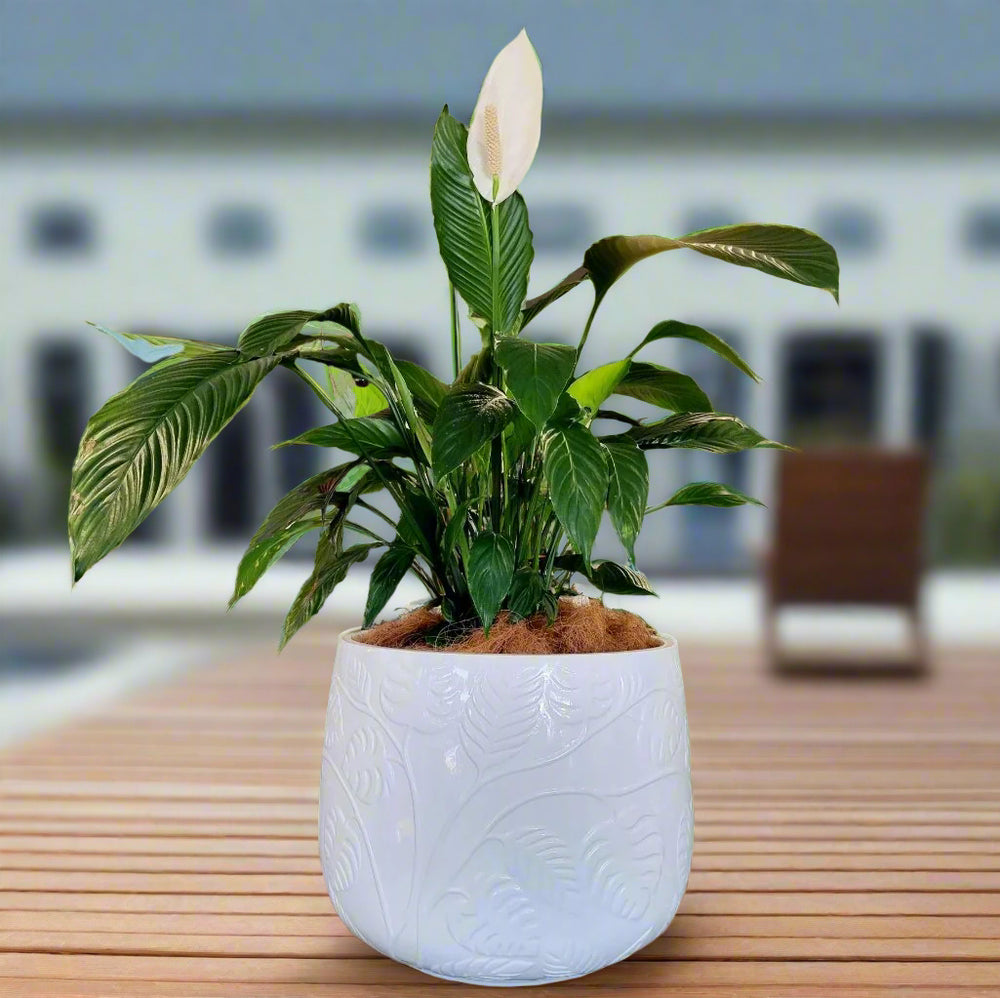 Bunge Monstera Fibreglass Pot Premium