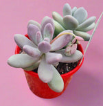 Pachyphytum Oviferum Moonstones