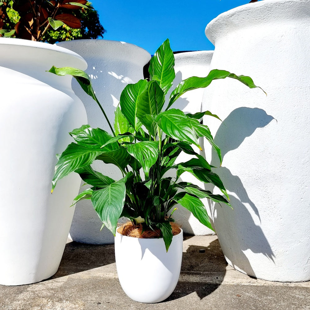 White pot with Peace Lilly