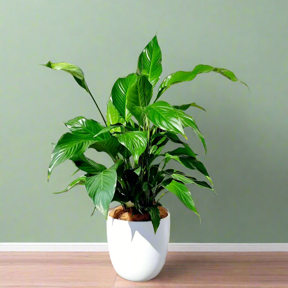 White pot with Peace Lilly