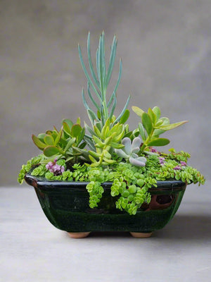 Rectangle Succulent Garden