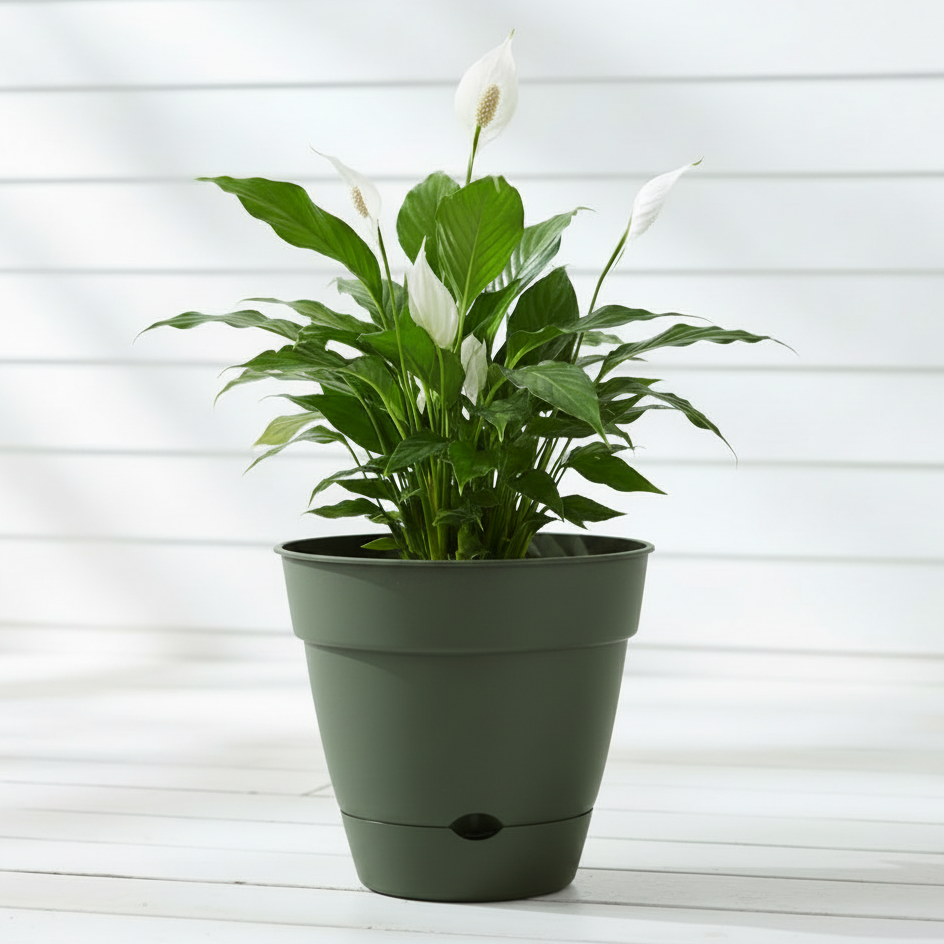 Self Watering Plastic Pots – Linda's Place Bundall