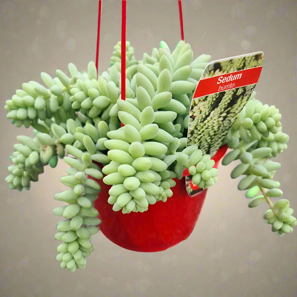 Sedum Burrito