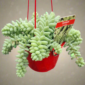Sedum Burrito