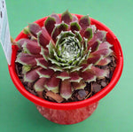 Sempervivum