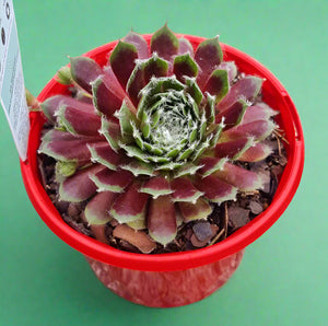 Sempervivum