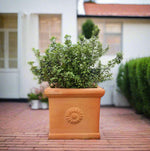 Classic Square Rosette Tuscan Garden Pot