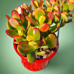 Crassula Sunset Dwarf