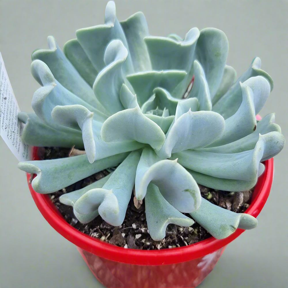 Topsy Turvy