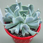 Topsy Turvy
