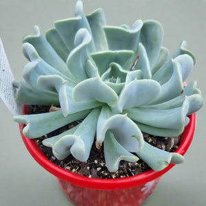 Topsy Turvy