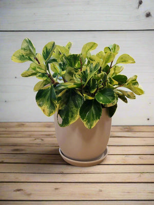 Tulip Pot with Peperomia