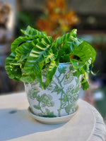 Floral Ceramic Pot with Curly Birds Nest Fern