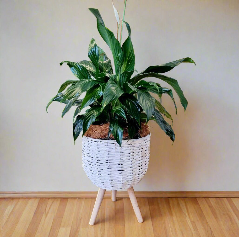 Large wicker basket with Peace Lily