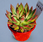 Echeveria Benimusume