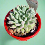 Echeveria Comet