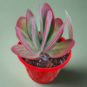 Kalanchoe Flapjack