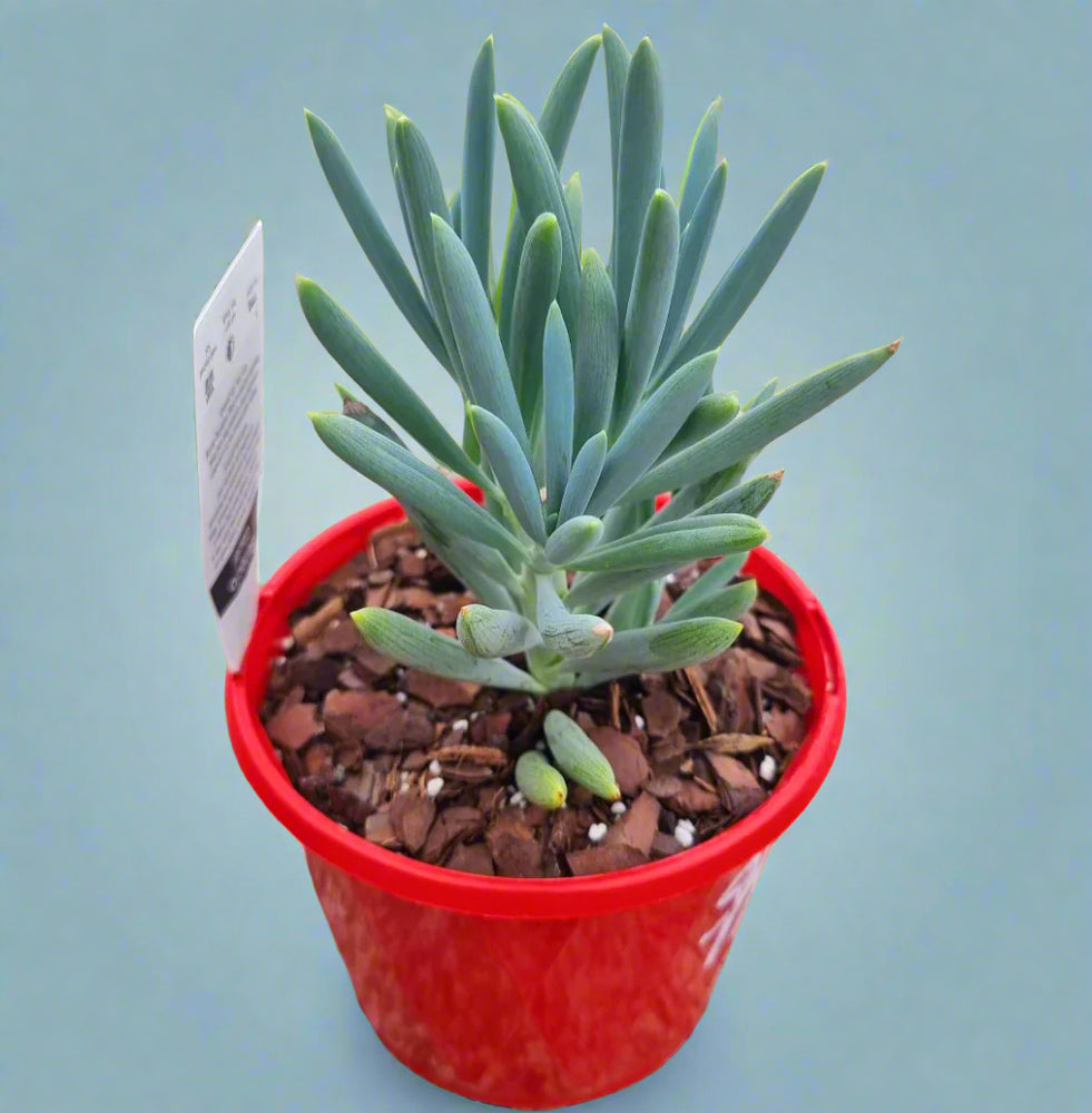 Senecio Glacier