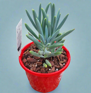 Senecio Glacier
