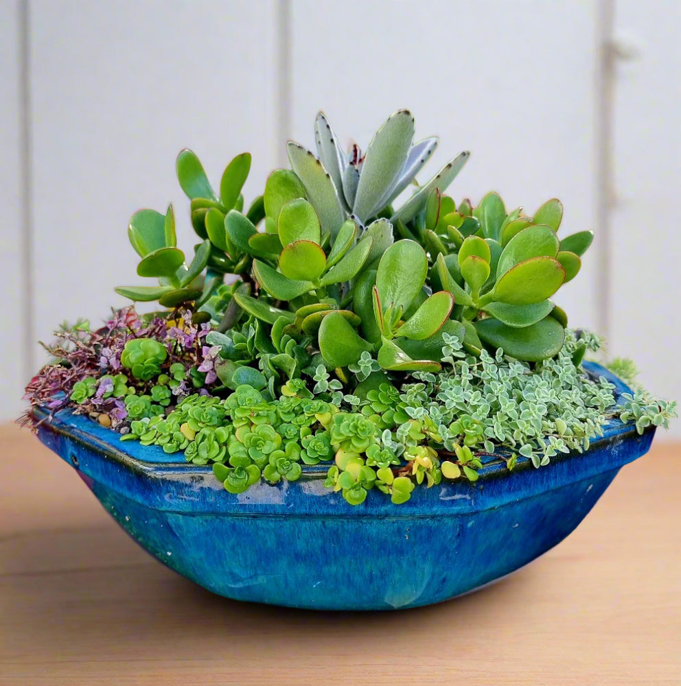 Hexagon Succulent Garden