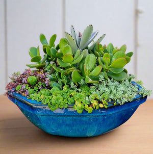 Hexagon Succulent Garden