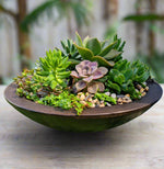 Succulent Garden
